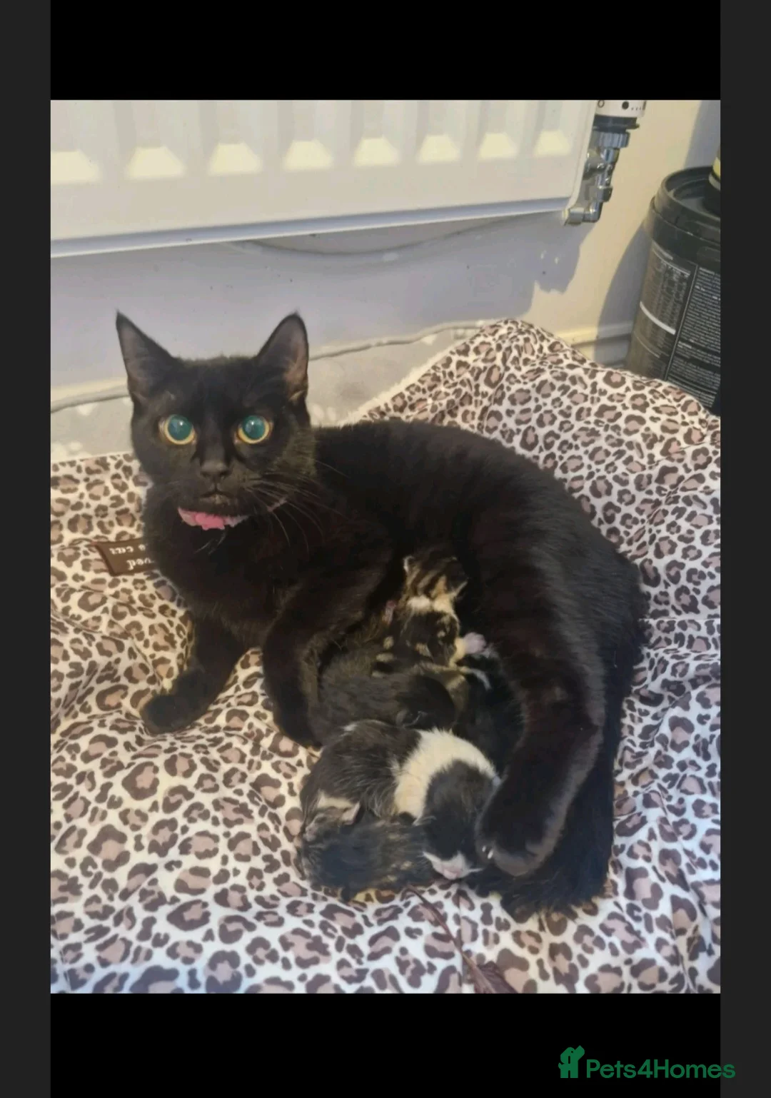 Mixed Breed cats for sale: Tabby kitty boy requires new home - Advert 2