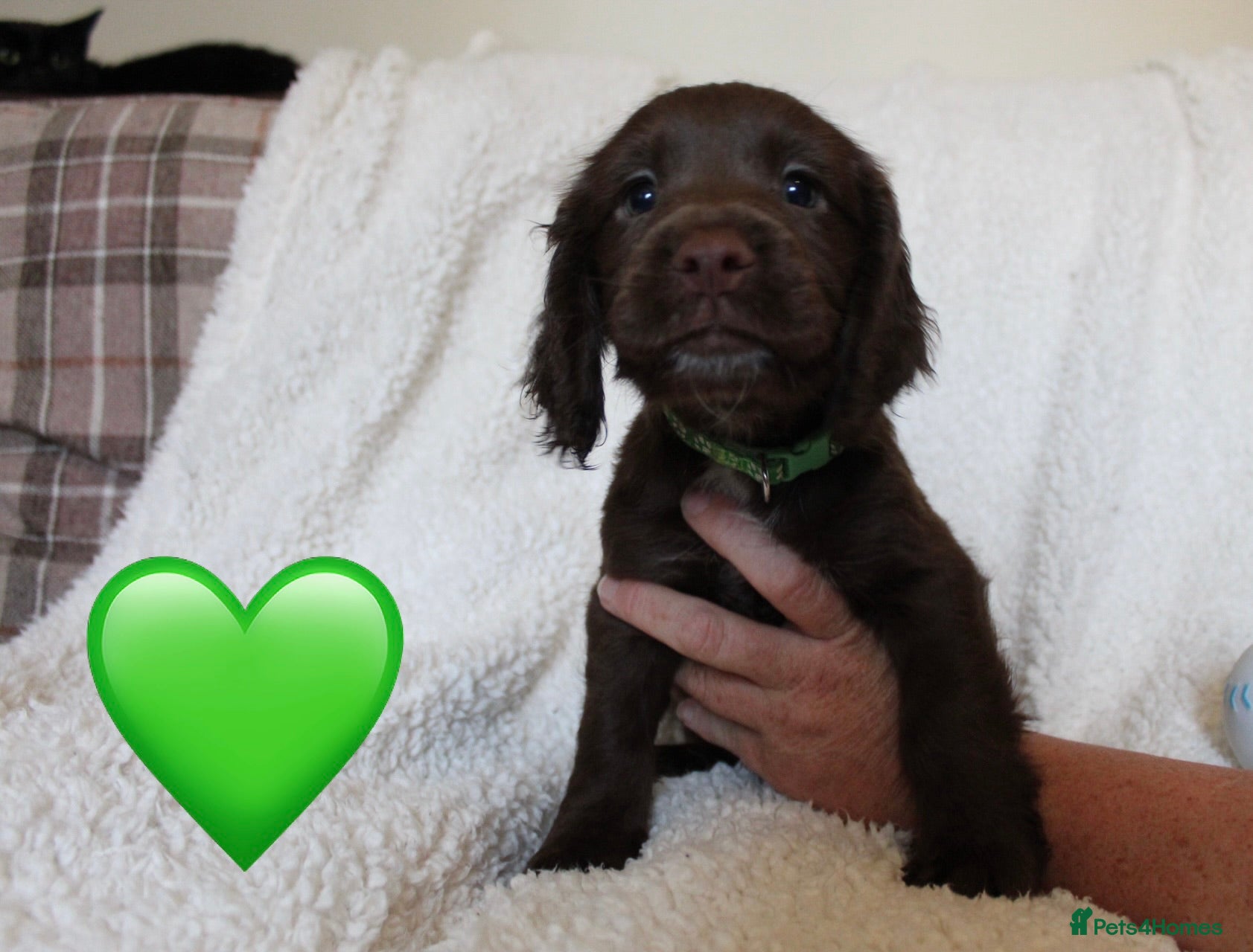 Sprocker dogs Beautiful Sprocker Spaniel puppies  - Advert 2