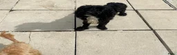Cavapoo dogs for sale: Lovely Black Cavapoo available - Advert 3