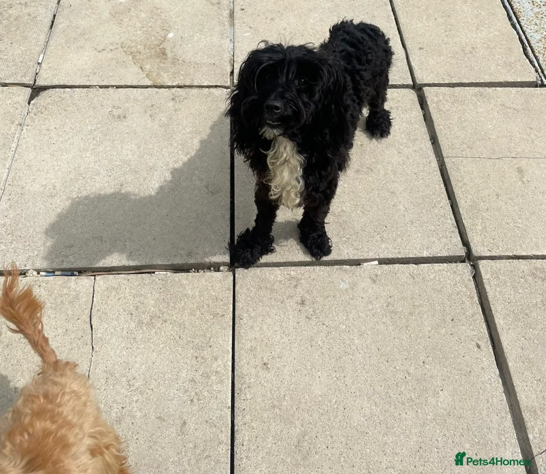 Cavapoo dogs for sale: Lovely Black Cavapoo available - Advert 3