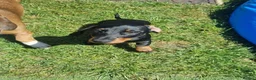 Miniature Dachshund dogs for sale: Miniature dachshund  - Advert 3
