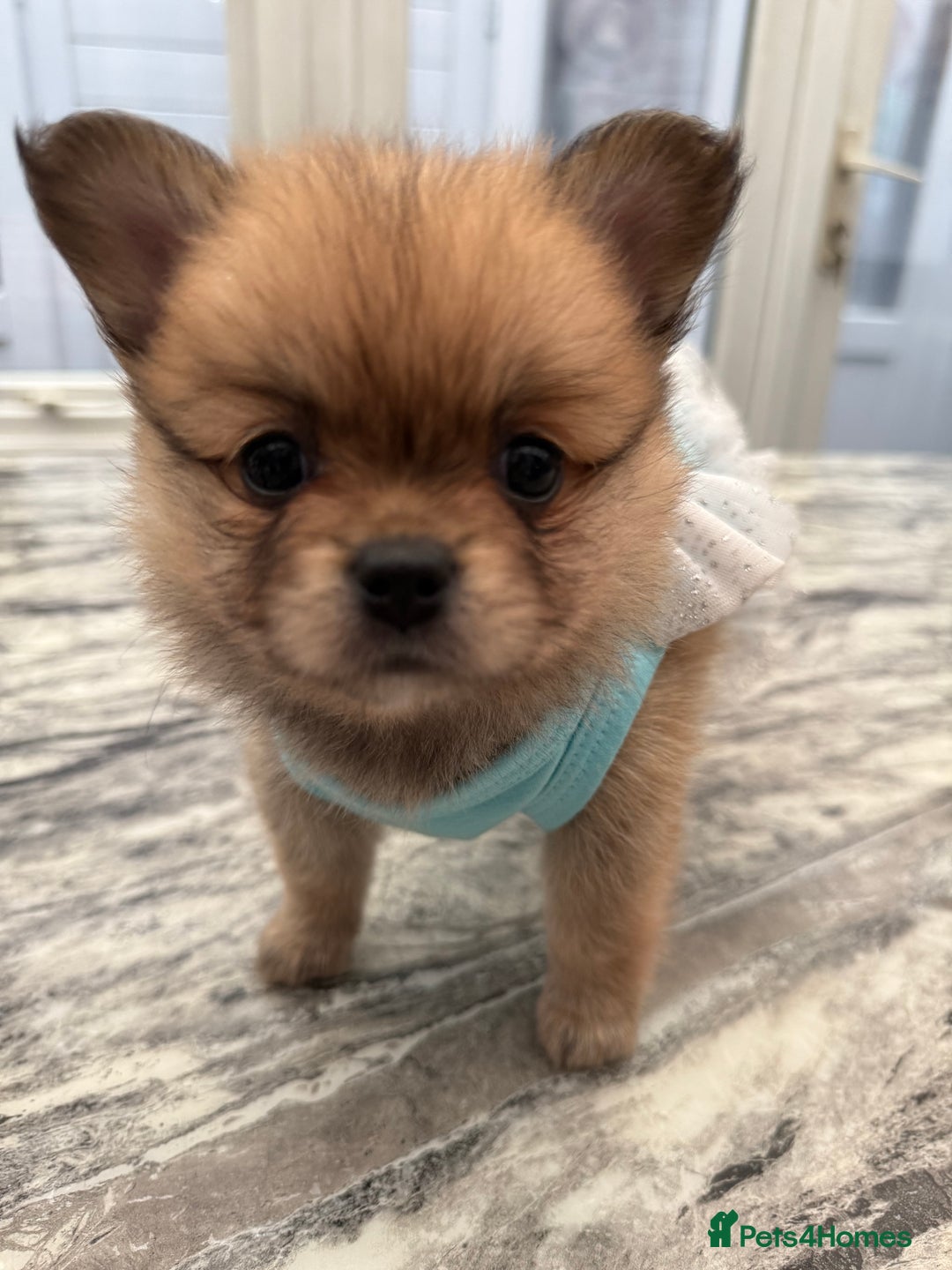 Mixed Breed dogs for sale: NEW BREED! Pomeranian x FULL FLUFFY FRENCHIE  - Image 3