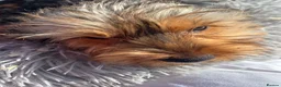 Yorkshire Terrier dogs for sale: Yorkshire terriers  - Advert 22