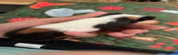 Guinea Pig rodents for sale: 1 female guniea pig and 4 boys  - Advert 5