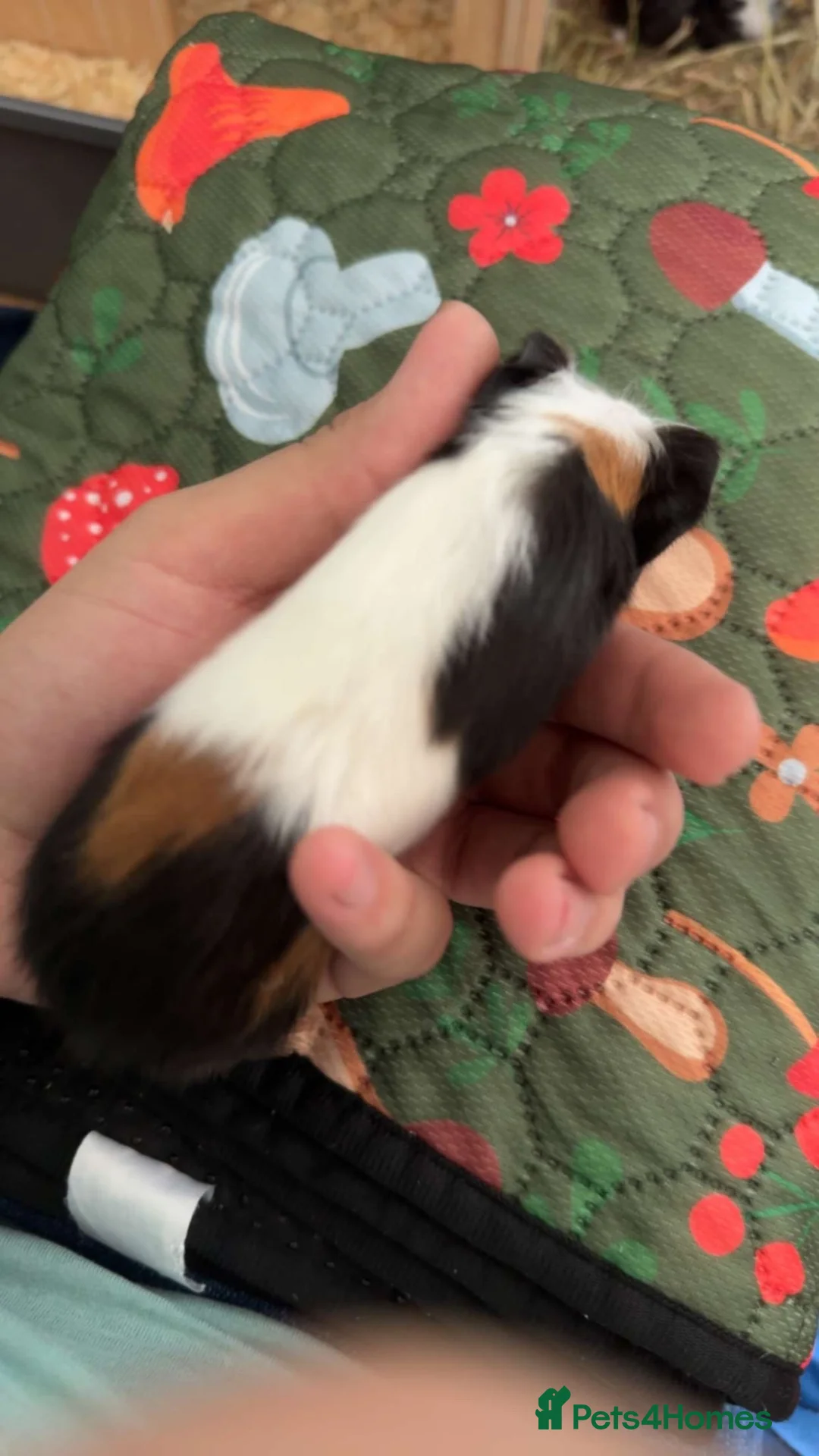 Guinea Pig rodents for sale: 1 female guniea pig and 4 boys  - Advert 5