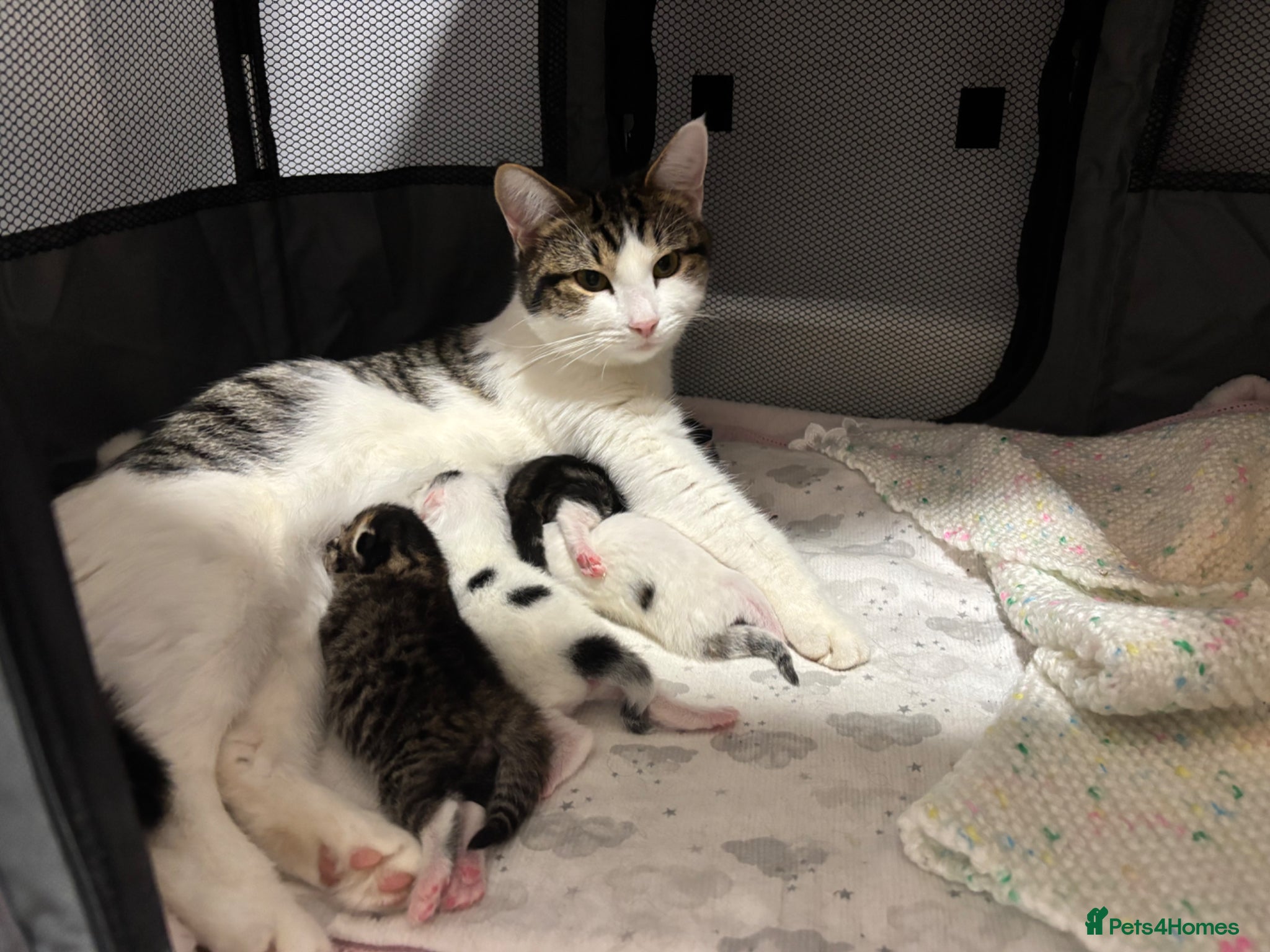 Domestic Shorthair cats 4 kittens for sale, 3 weeks old sex not confirmed  - Advert 2