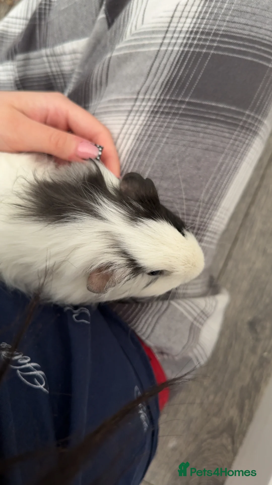 Guinea Pig rodents for sale: 2 Male Guinea Pigs - Advert 2