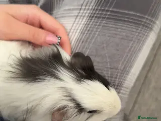 Guinea Pig rodents 2 Male Guinea Pigs - Advert 9