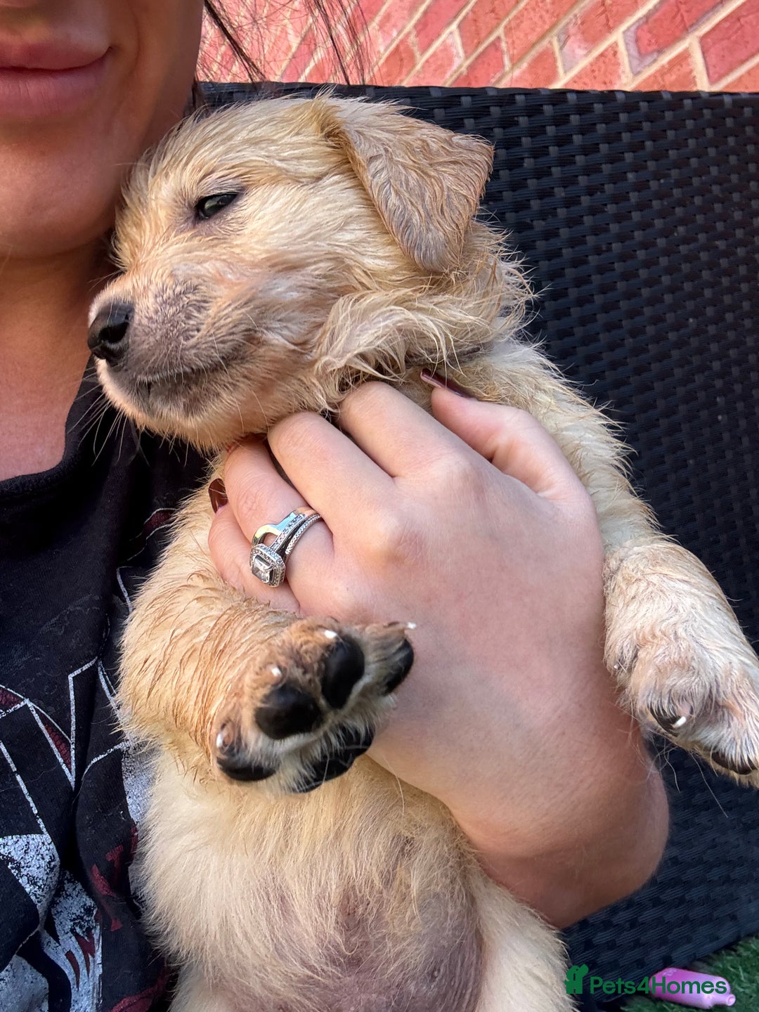 Golden Retriever dogs for sale: Golden retriever puppies - Image 13