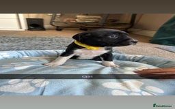 Staffordshire Bull Terrier dogs for sale: 9 Beautiful staffy X pups  - Image 5