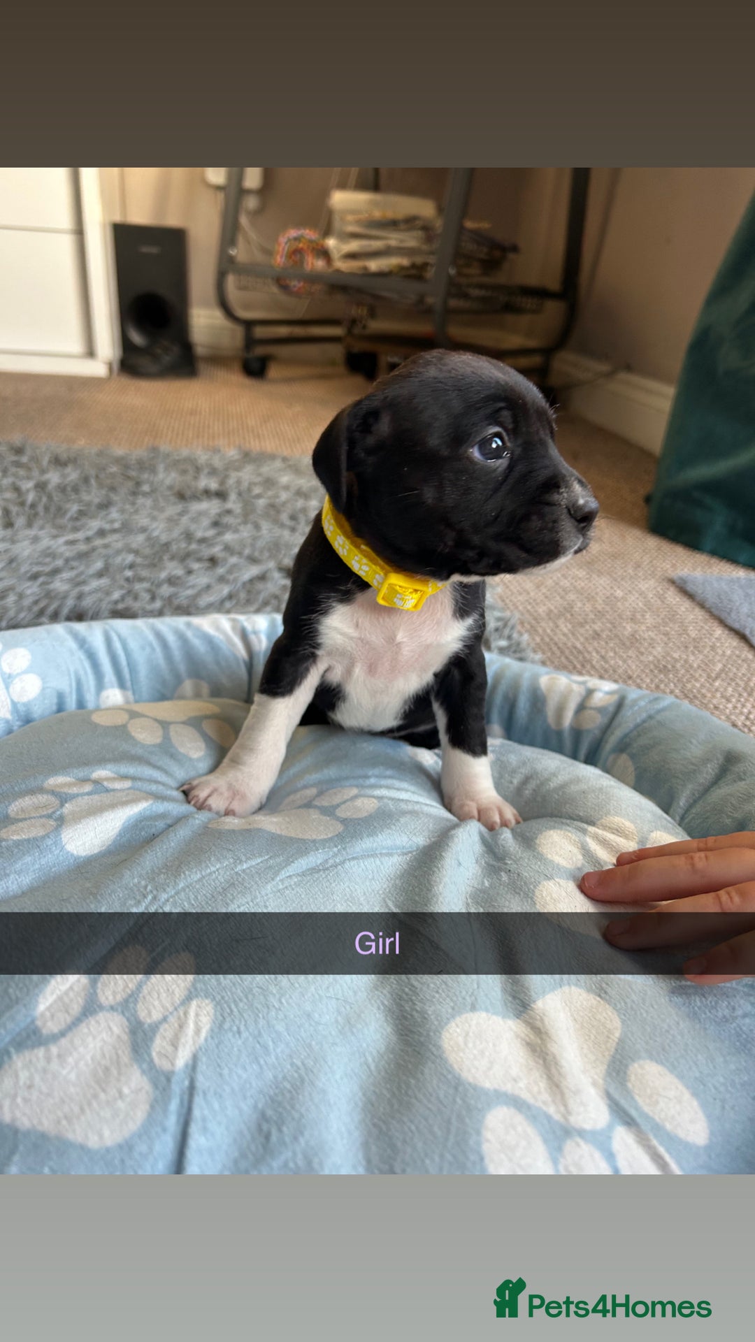 Staffordshire Bull Terrier dogs for sale: 9 Beautiful staffy X pups  - Image 5