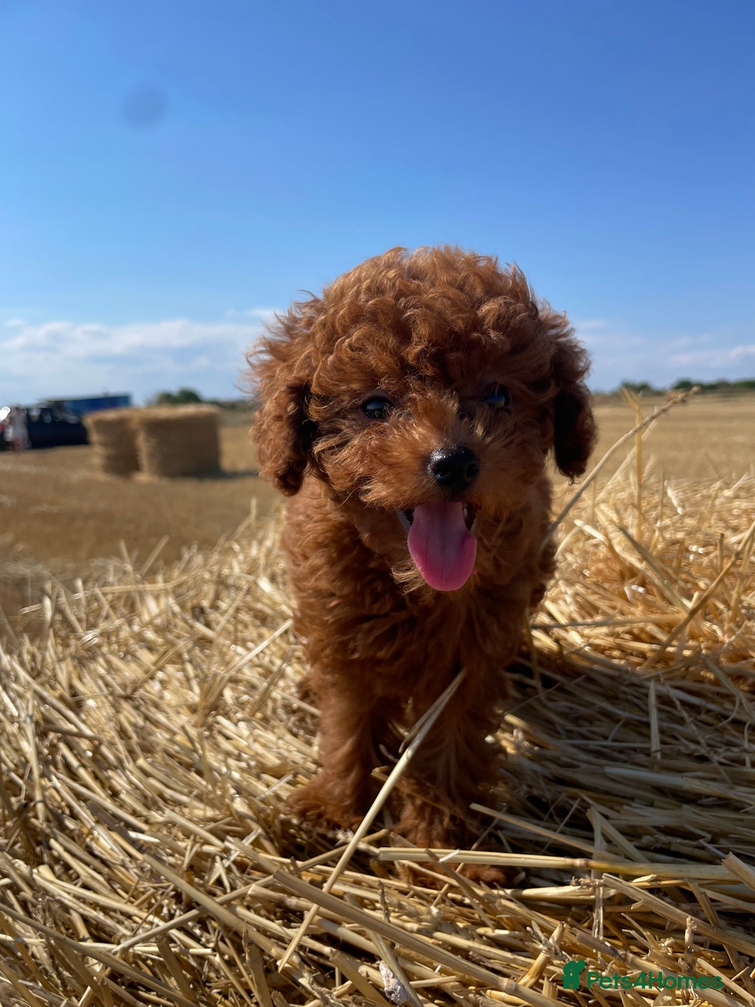 Toy Poodle dogs for sale: Toy Poodle Puppies–Asian Lines–Tiny Size - Image 19