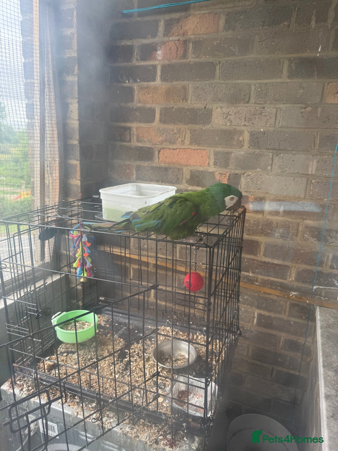 Macaws birds for sale: Chestnut fronted macaw - Image 2