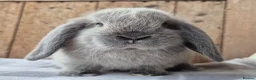 Mini Lop rabbits for sale: Mini lop babys ready now  - Advert 3