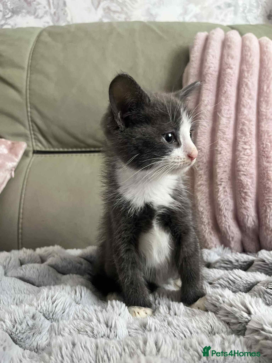 British Shorthair cats for sale: Beautiful British Shorthair Kittens  - Image 4