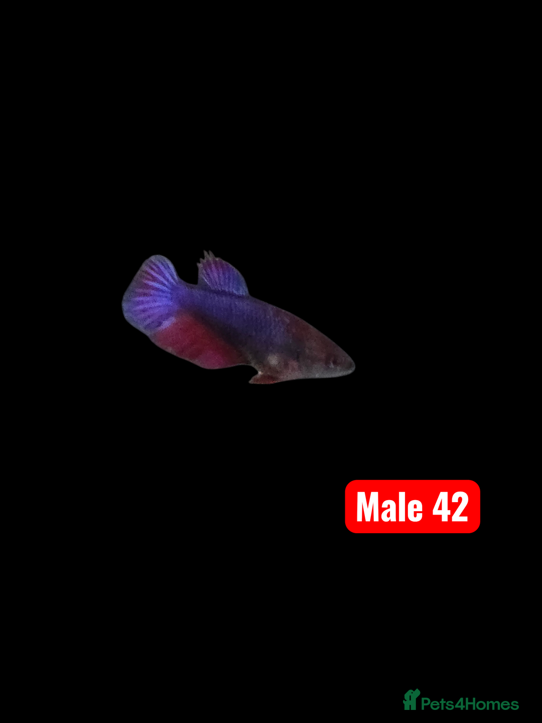 Bettas fish for sale: Betta fish - Advert 12
