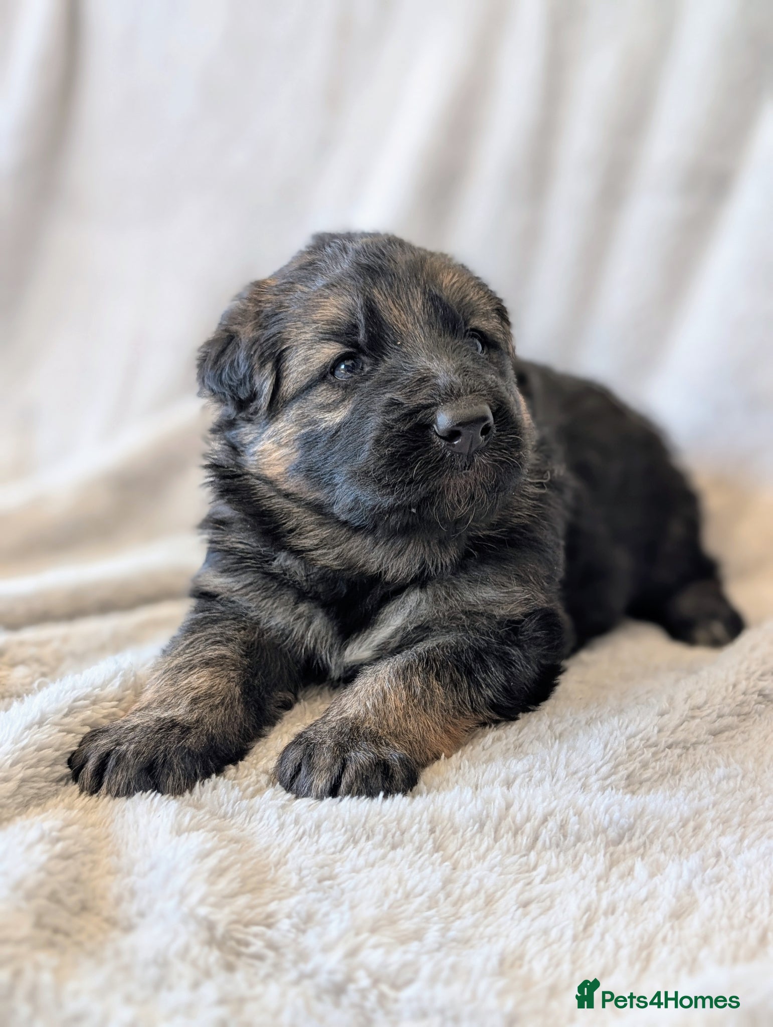 German Shepherd dogs KC Registered German Shepherd Puppies 🐾  - Advert 12