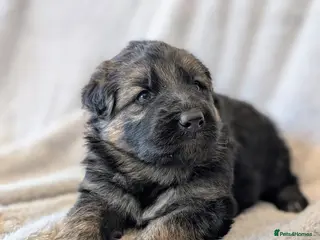 German Shepherd dogs KC Registered German Shepherd Puppies 🐾 - Advert 4