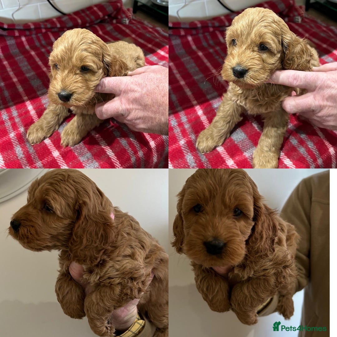 Cockapoo dogs for sale: F1 Miniature Cockapoo  - Advert 3