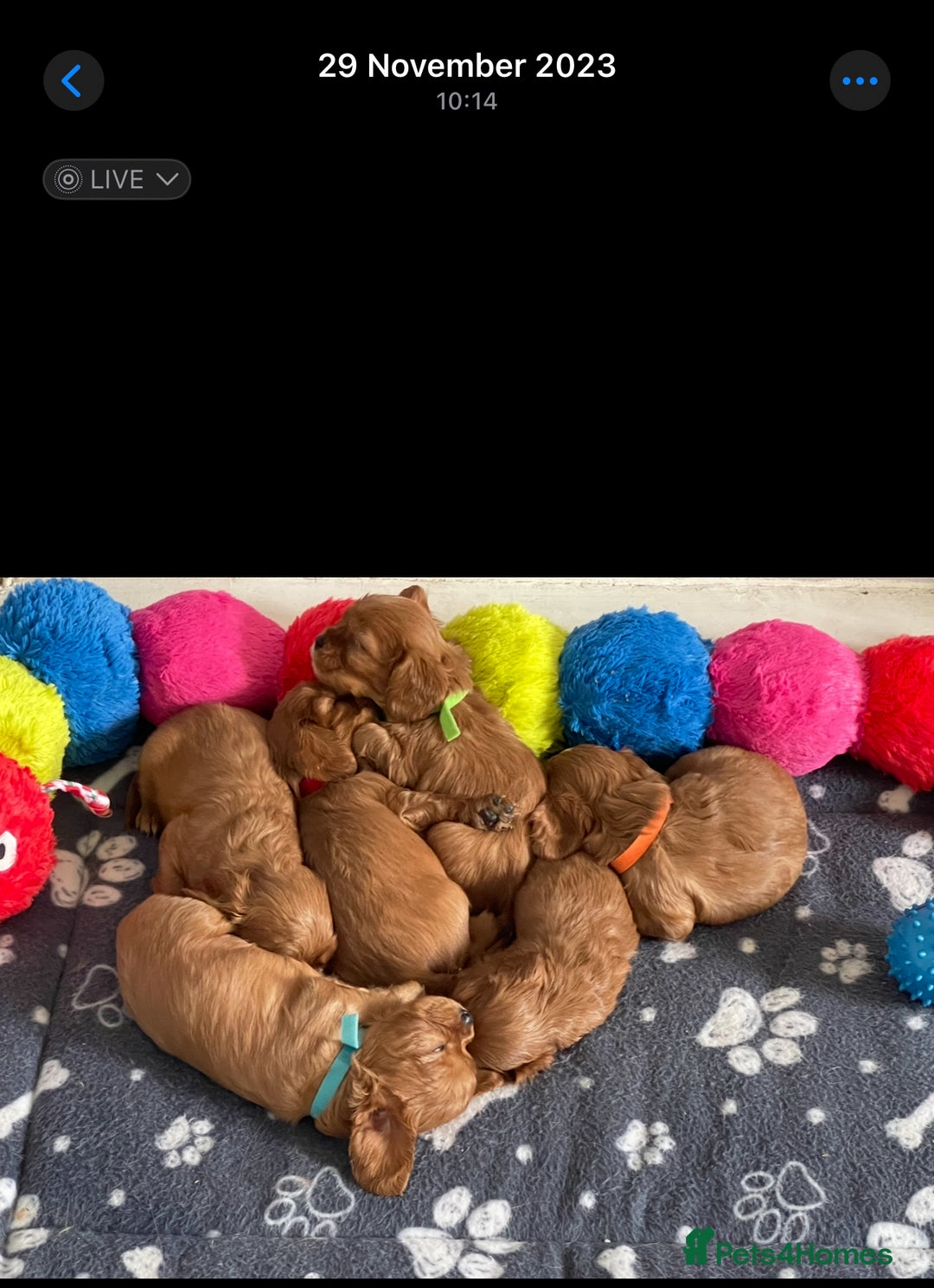 Cavalier King Charles Spaniel dogs for sale: Champion line Cavalier Pups -  **Waiting List** - Image 18