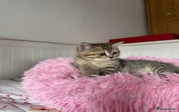 British Shorthair cats for sale: 5 Adorable British Shorthair Kittens - Image 9