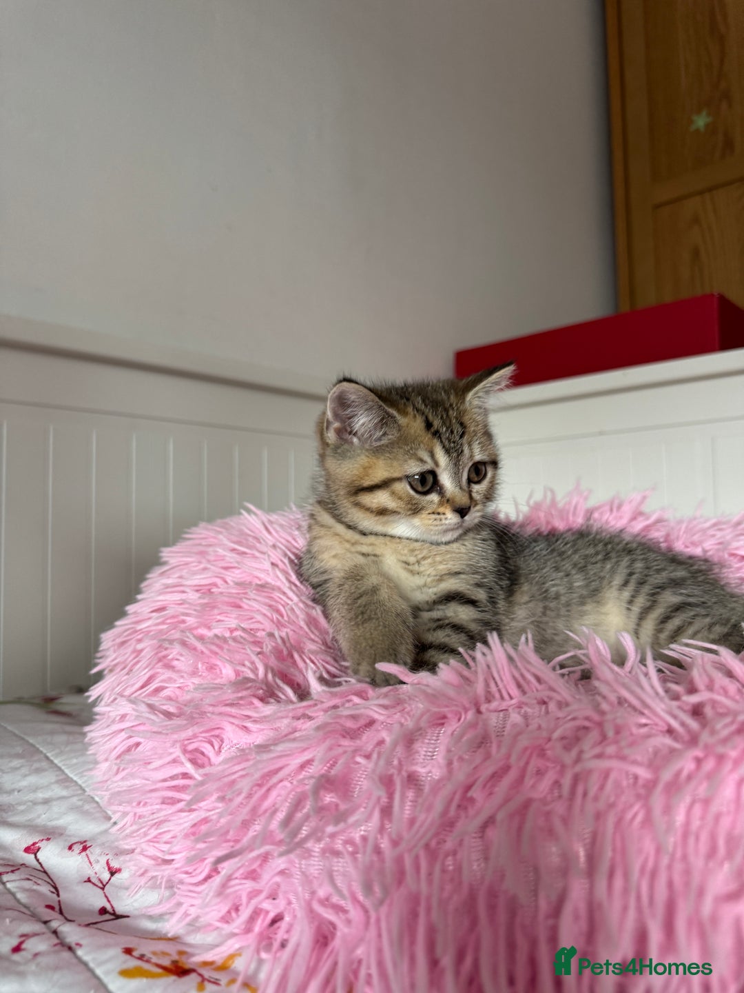 British Shorthair cats for sale: 5 Adorable British Shorthair Kittens - Image 9