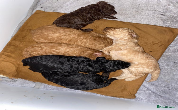 Miniature Poodle dogs Beautiful Miniature/Toy poodles  - Advert 8