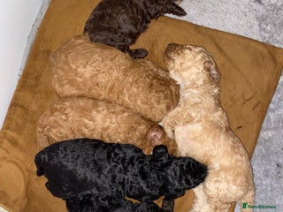 Miniature Poodle dogs Beautiful Miniature/Toy poodles - Advert 6