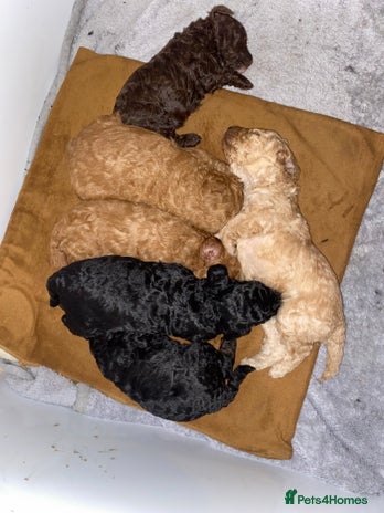 Miniature Poodle dogs Beautiful Miniature/Toy poodles - Advert 8