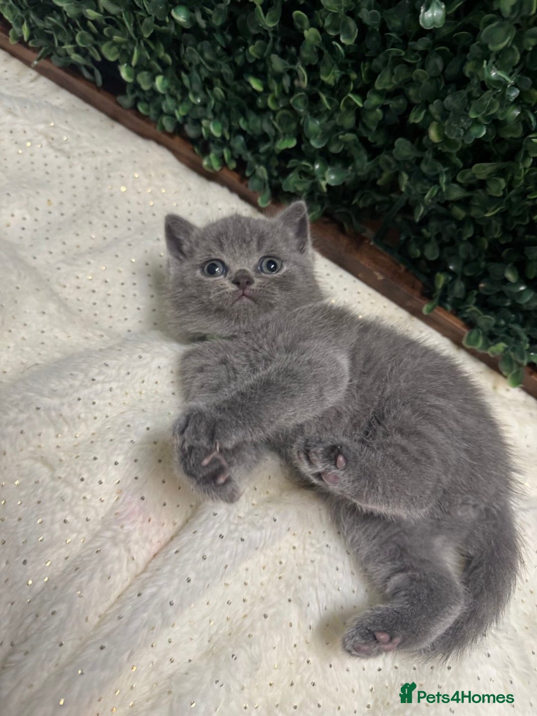 British Shorthair cats for sale: 💕British Shorthair Blue Kittens💕 - Advert 16