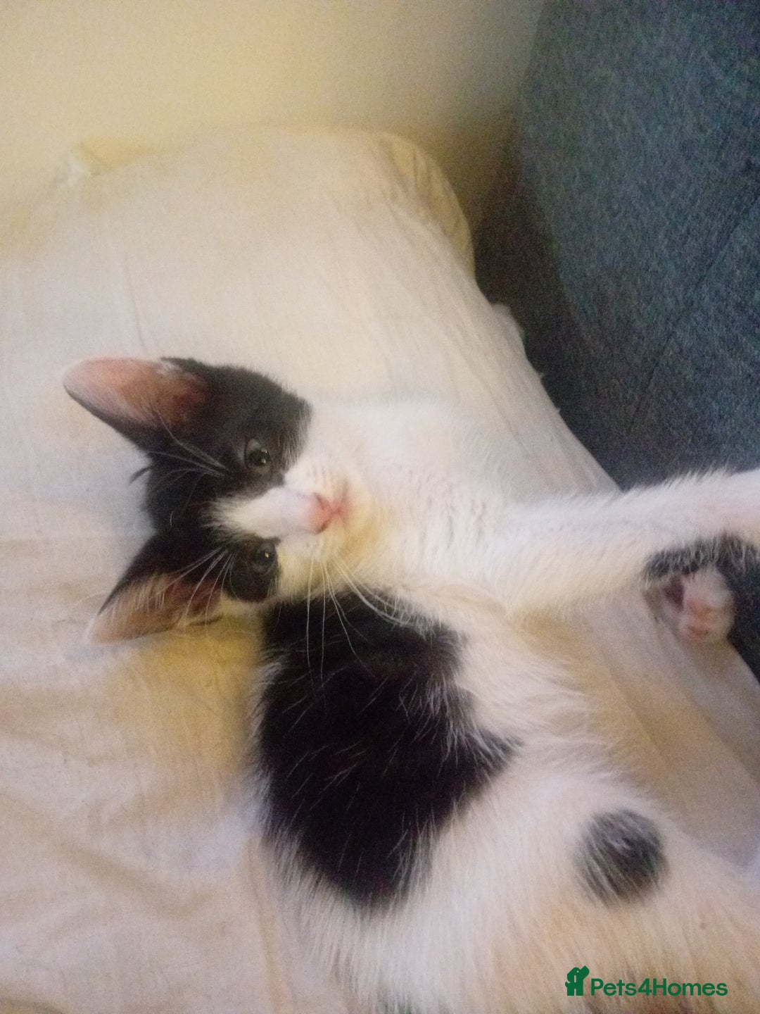 British Shorthair cats for sale: Looks black and white but up close is dark stripes - Image 13