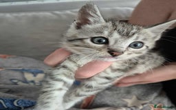 Mixed Breed cats for sale: Mixed bengal kittens  - Image 25