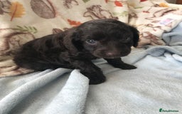 Cavapoo dogs for sale: F1B cavapoo pups  - Image 5