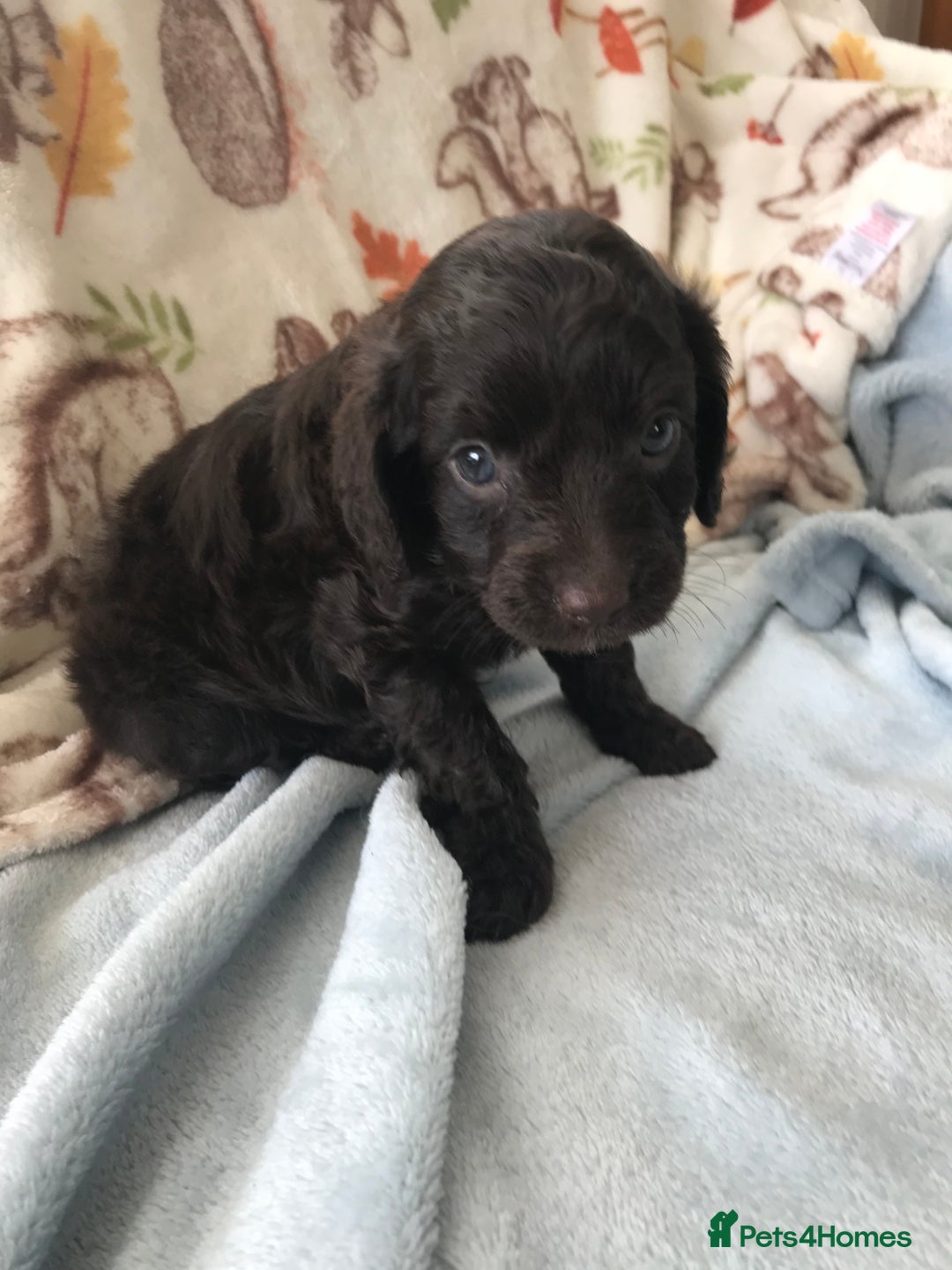Cavapoo dogs for sale: F1B cavapoo pups  - Image 5