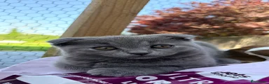 Scottish Fold 5