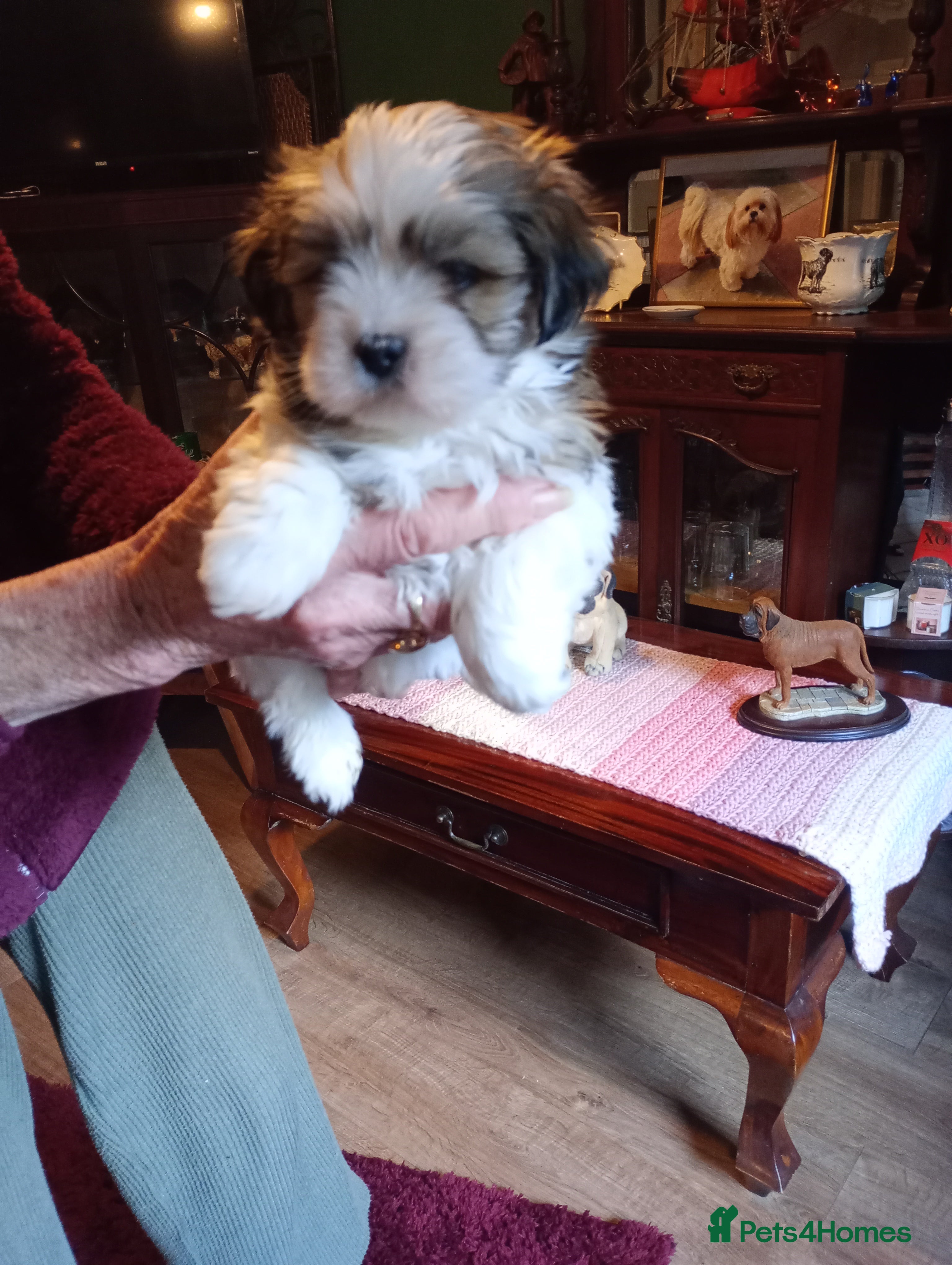 Lhasa Apso dogs LHASA APSO PUPPIES - Advert 1