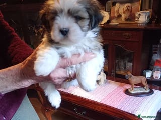 Lhasa Apso dogs LHASA APSO PUPPIES - Advert 4
