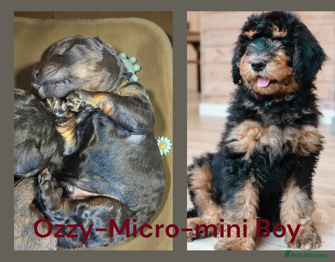 Bernedoodle dogs for sale: Miniature F1bs Bernedoodle  - Image 18