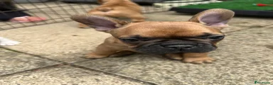 French Bulldog 2