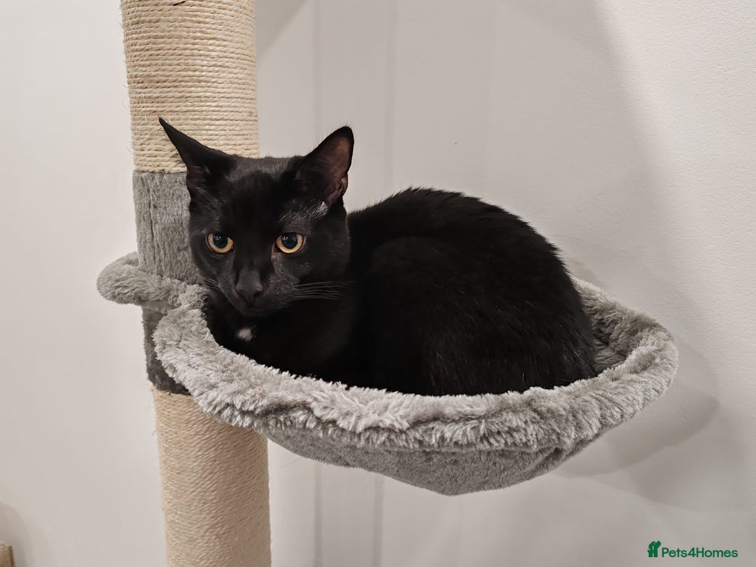 British Shorthair cats for sale: 2 Black Males cats - Image 5