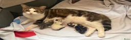 Mixed Breed cats for sale: Gorgeous tabby and white female Kitten - Elsie - Advert 6