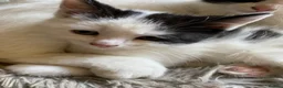 Mixed Breed cats for sale: Beautiful calico female  in Farnham - Advert 6
