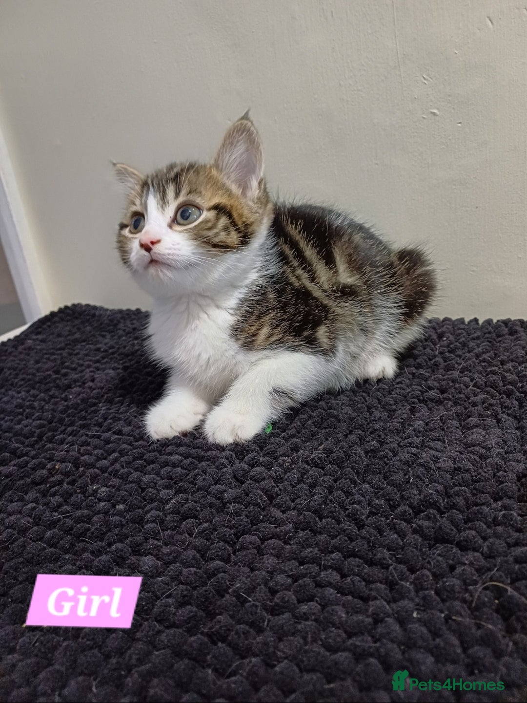 Mixed Breed cats for sale: Ready Tabby & White kitties - Advert 14