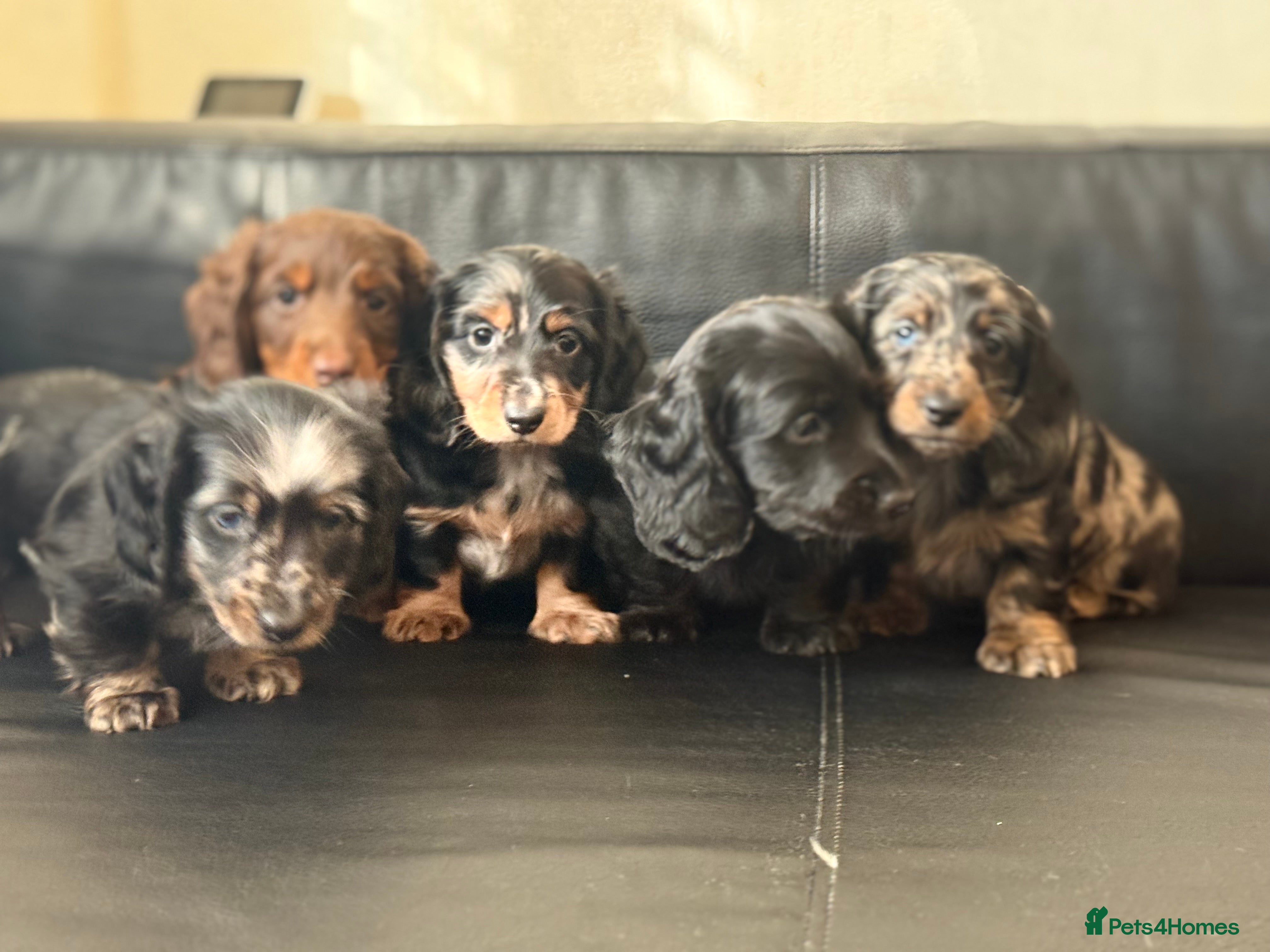 Miniature Dachshund dogs Mini long hair dachshunds  - Advert 5