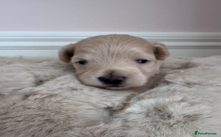 Maltipoo dogs - Advert 5