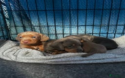 Miniature Dachshund dogs for sale: LOVELY MINIATURE DACHSHUND PUPPIES - Image 8