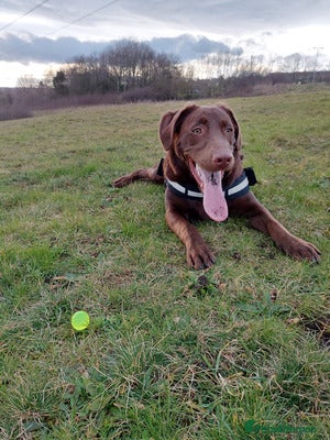 Labrador Retriever dogs experience labrador retriever boy - Advert 1