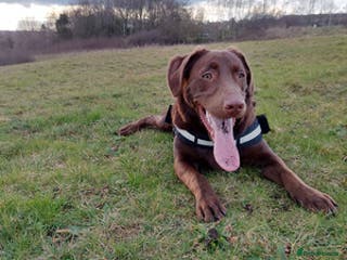 Labrador Retriever dogs experience labrador retriever boy - Advert 1