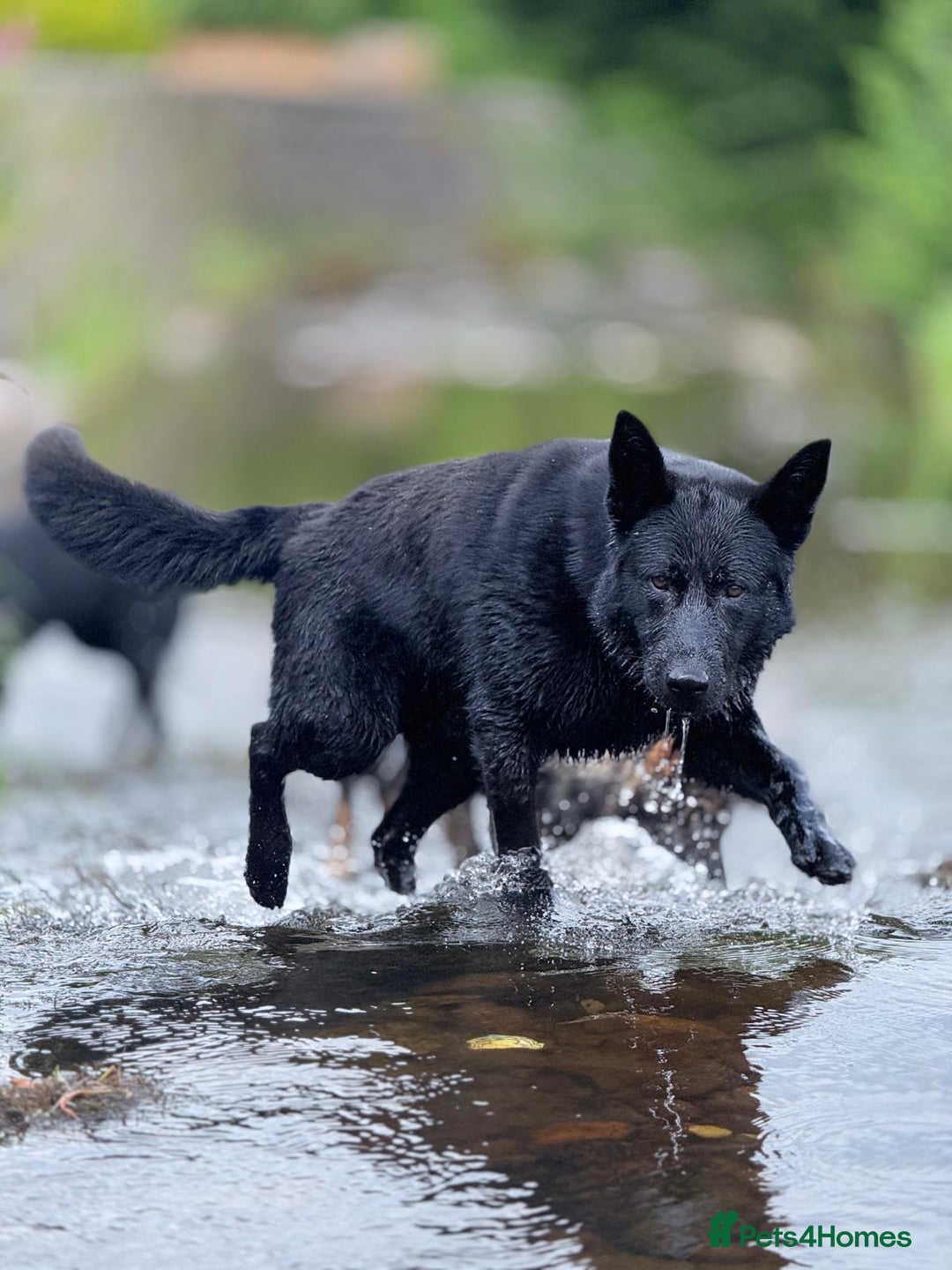 German Shepherd dogs for sale: Exceptional, Trained Working Line German Shepherd  - Image 6