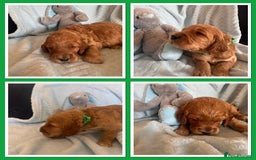 Irish Doodle dogs for sale: Gorgeous Miniature F1 Irish Doodles - Image 9